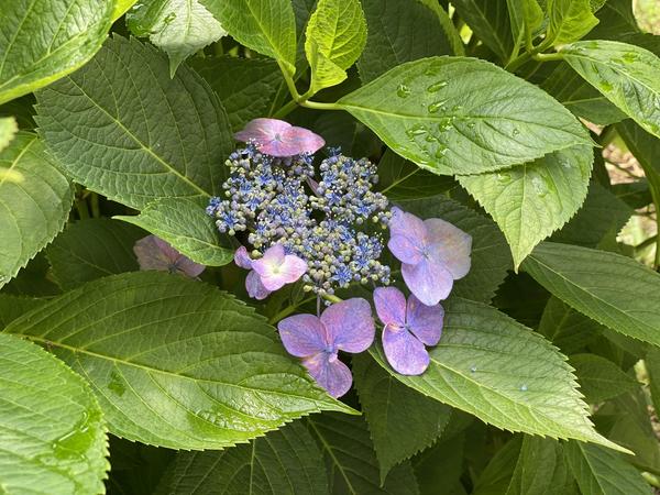 【重要】芳川の里からのお知らせ