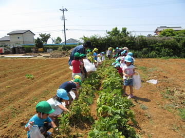 三方原台地のじゃがいも堀り